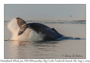 Humpback Whale juvenile, HW-MN0400892