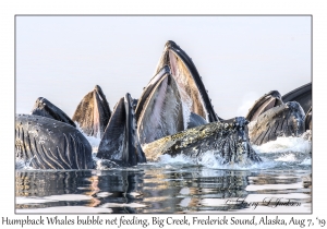 Humpback Whales