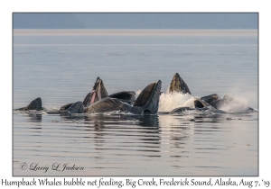 Humpback Whales