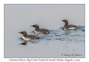 Common Murres