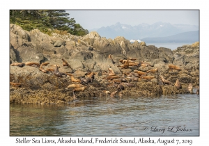 Steller Sea Lions