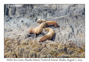 Steller Sea Lions