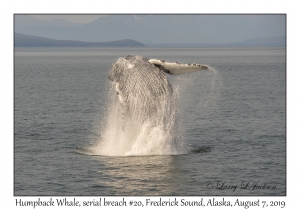 Humpback Whale, breach #20