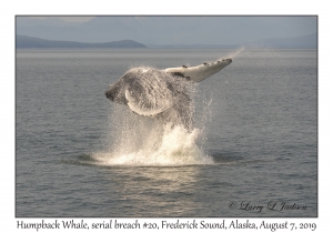 Humpback Whale, breach #20