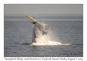 Humpback Whale, breach #21