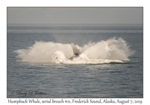 Humpback Whale, breach #21