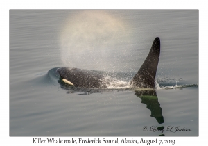 Killer Whale male