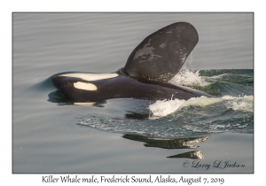 Killer Whale male