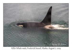 Killer Whale male