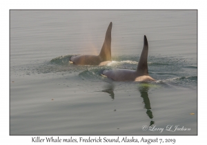 Killer Whale males