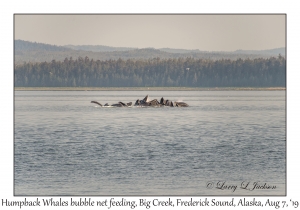 Humpback Whales