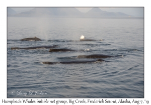 Humpback Whales