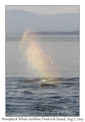 Humpback Whale rainblow