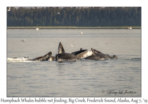 Humpback Whales