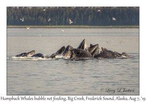 Humpback Whales