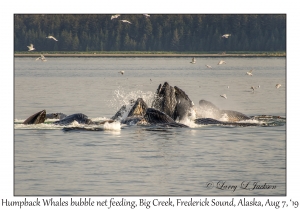 Humpback Whales