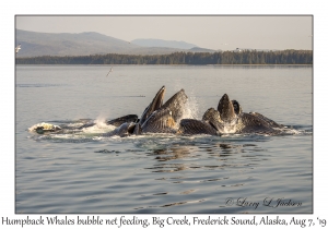 Humpback Whales