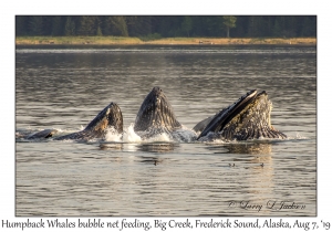 Humpback Whales