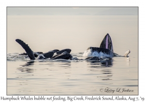 Humpback Whales