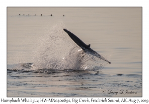 Humpback Whale juvenile, HW-MN0400892