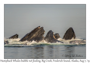 Humpback Whales