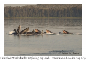 Humpback Whales