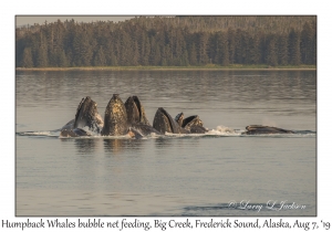 Humpback Whales