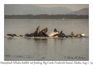 Humpback Whales