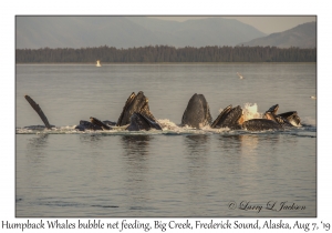 Humpback Whales