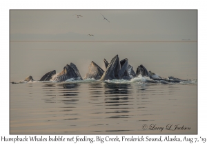 Humpback Whales