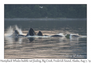 Humpback Whales