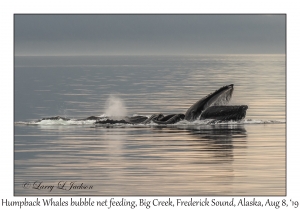 Humpback Whales