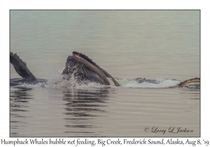 Humpback Whales