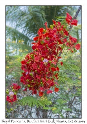 Royal Poinciana