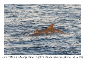 Spinner Dolphins