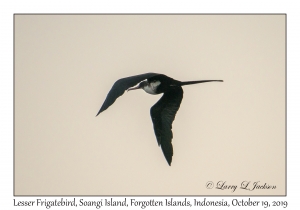 Lesser Frigatebird