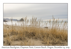 American Beachgrass