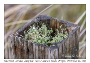 Fencepost Lichens