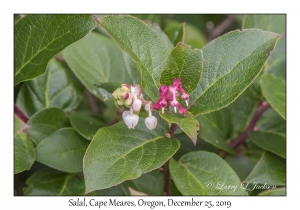 Salal