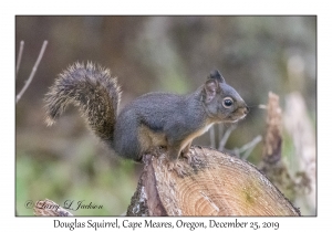 Douglas Squirrel