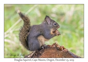 Douglas Squirrel