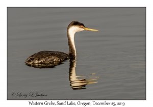 Western Grebe