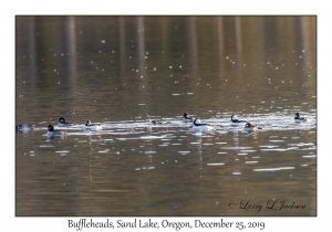 Buffleheads