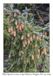 Sitka Spruce Cones