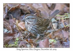 Song Sparrow