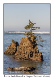 Tree on Rock