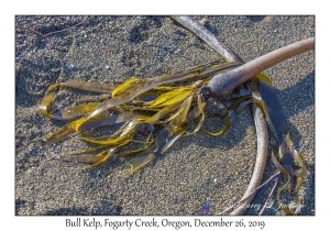 Bull Kelp
