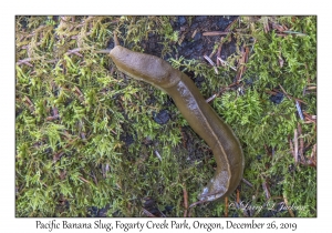 Pacific Banana Slug