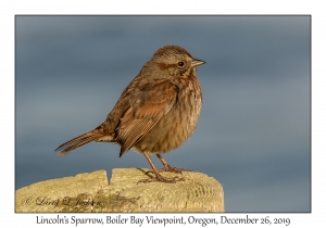 Lincoln's Sparrow