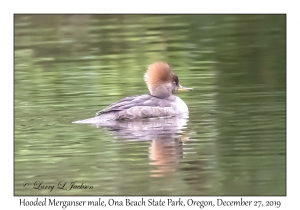 Hooded Merganser male